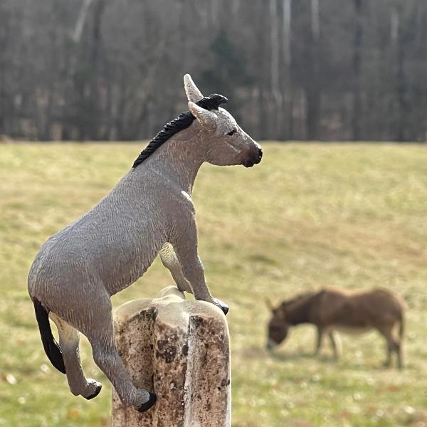 Safari® Osel domácí