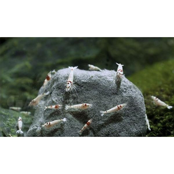 QualDrop Mironekuton v celku (skalka) 300 g