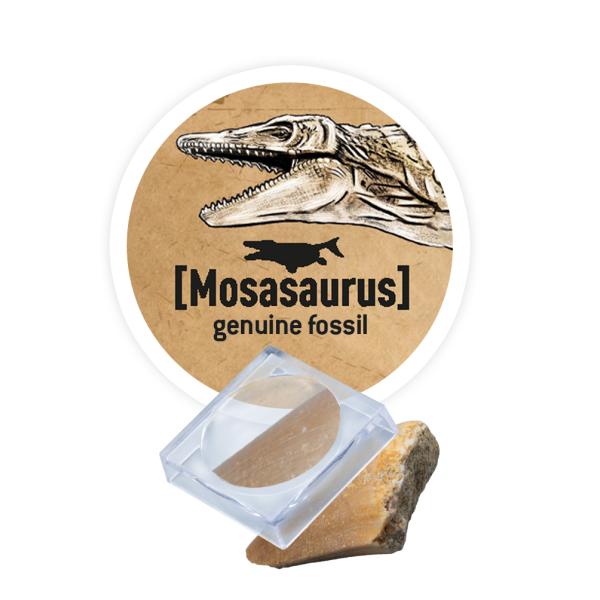 DinoKIT vykopávka a kostra Stegosaurus (obrázek 6)