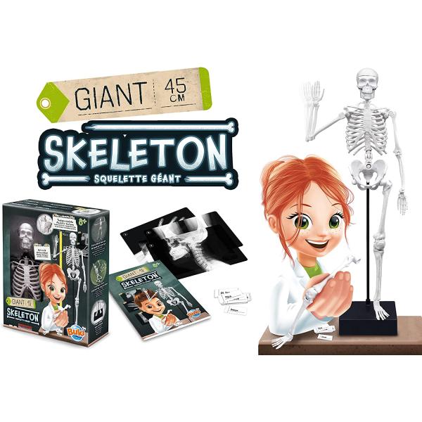 Lidská kostra 45cm (2180)