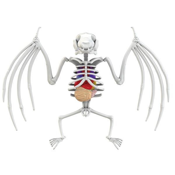 Objevuj Pitva Netopýr