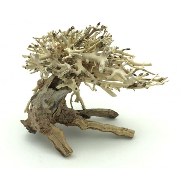 Bonsai Driftwood 15 x 12 x 13 cm N.13