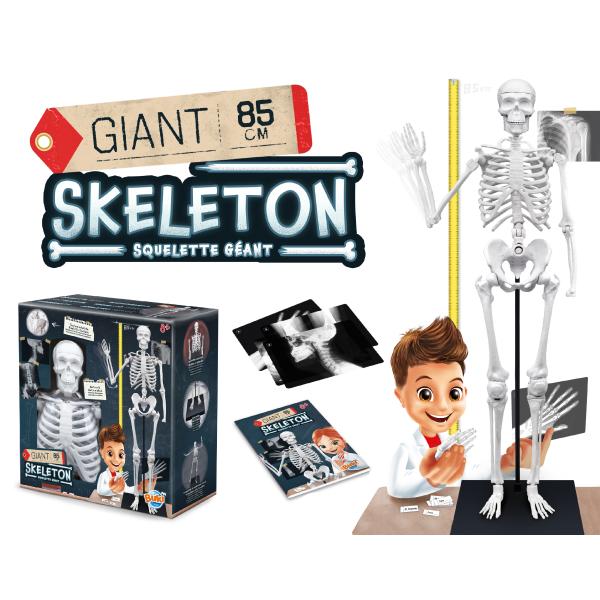 Lidská kostra 85cm (2181)