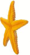 f6fc19b61ae_1000x1000_crop_center.jpg