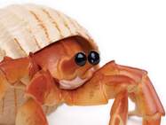 53feee046000x1000_crop_center.jpg