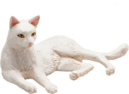 Mojo Weiße Katze liegt