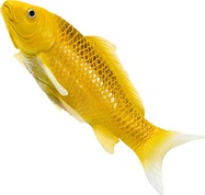 Mojo Kapor koi kin matsuba