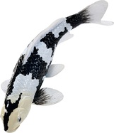 Mojo Kapor koi shiro utsuri