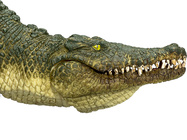 387162_5.animal.jpg