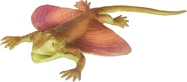 Živá příroda: Flying Lizard - realistický model ještěr (48 cm)
