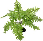 Dekorácia Repti Planet Rastlina papradie Nephrolepis 20cm