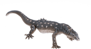 Mojo Varan obrovský