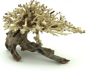 Bonsai Driftwood 20 x 15 x 16 cm No.10