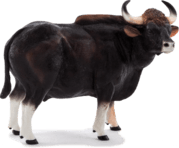 Mojo Gaur býk