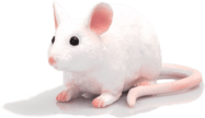 Mojo Myš