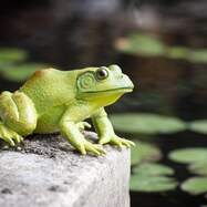 32e731db208c25b6d29f79bb6e211721e561f483_1000x1000_crop_center.jpg