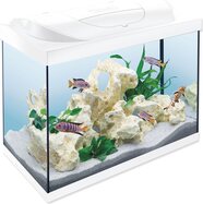 Aquarienset Tetra Starter Line LED weiß 61x32x51cm 80l