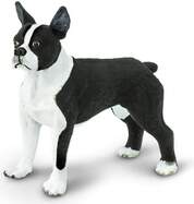Safari® Boston terrier