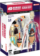 4D Master - Anatomie des Menschen - Transparenter Körper 33 cm