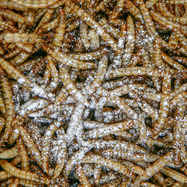 sera_Reptimineral_C_Detail.jpg