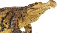 7adadd080d3872cb8b2696f440136c7cca615bf5_1000x1000_crop_center.jpg
