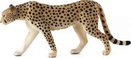 Mein Gepard