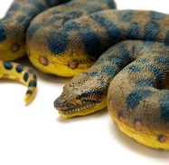 63c8034f6e2e3d5ac8137cda3fa37a3c8902edc0_1600x1600_crop_center.jpg