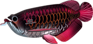 EUGY Arowana azijska 3D kartonasta sestavljanka