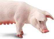 so7867x1000_crop_center.jpg