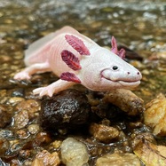 uu5_1600x1600_crop_center.jpg