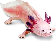 Safari® Axolotl mexický
