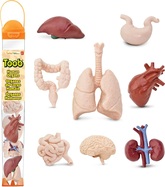 Safari® Toob Emberi szervek 8 darab