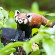 red-panda-919516_1000x1000_crop_center-1000x1000.jpg