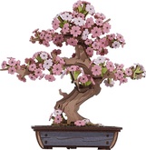 RoboTime Puzzle 3D in legno Bonsai sakura