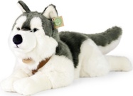 Cane peluche Husky con collare sdraiato 60 cm ECO-FRIENDLY