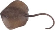 Figúrka Raja Trnucha východná 18,5 cm