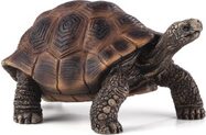 Mojo-Riesenschildkröte