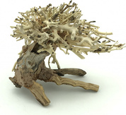 Bonsai Driftwood 15 x 12 x 13 cm No.13