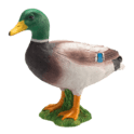 Meine Wildente