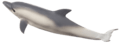 Mein Delphin