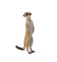 Mein Erdmännchen