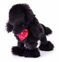 Fekete uszkár Charlie, 25 cm