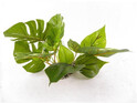 UP Aqua пластмасово аквариумно растение Anubias 1215