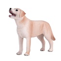 Il mio Labrador