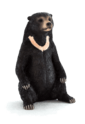 Malajski medved Mojo