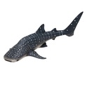 Mi Tiburón Ballena