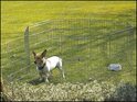 Ohradka Savic Dog Park 1 61cm