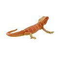 Mojo Agama