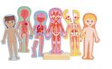 Hape Magnetické puzzle - Ľudské telo