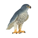 Falco pellegrino Mojo